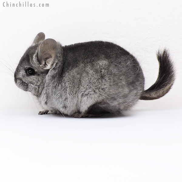 19133 Hetero Ebony ( Locken Carrier )  Royal Persian Angora Female Chinchilla