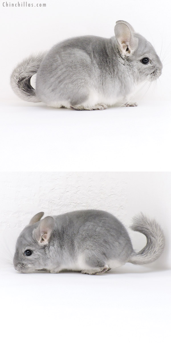 Chinchilla or related item offered for sale or export on Chinchillas.com - 19162 Top Show Quality Blue Diamond Male Chinchilla