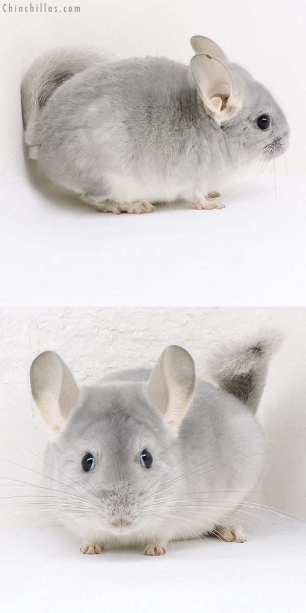 19163 Top Show Quality Blue Diamond Male Chinchilla