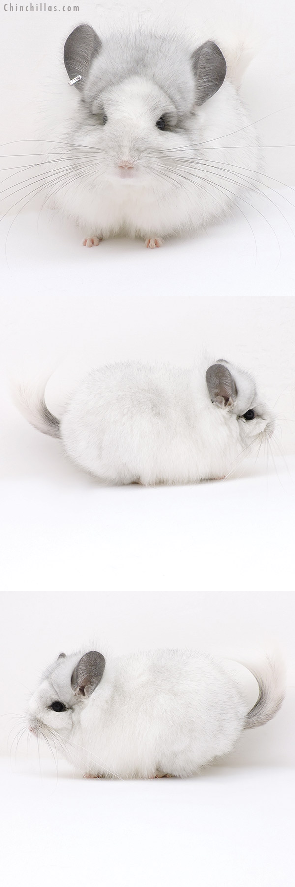 Chinchilla or related item offered for sale or export on Chinchillas.com - 19179 Exceptional White Mosaic  Royal Persian Angora Female Chinchilla