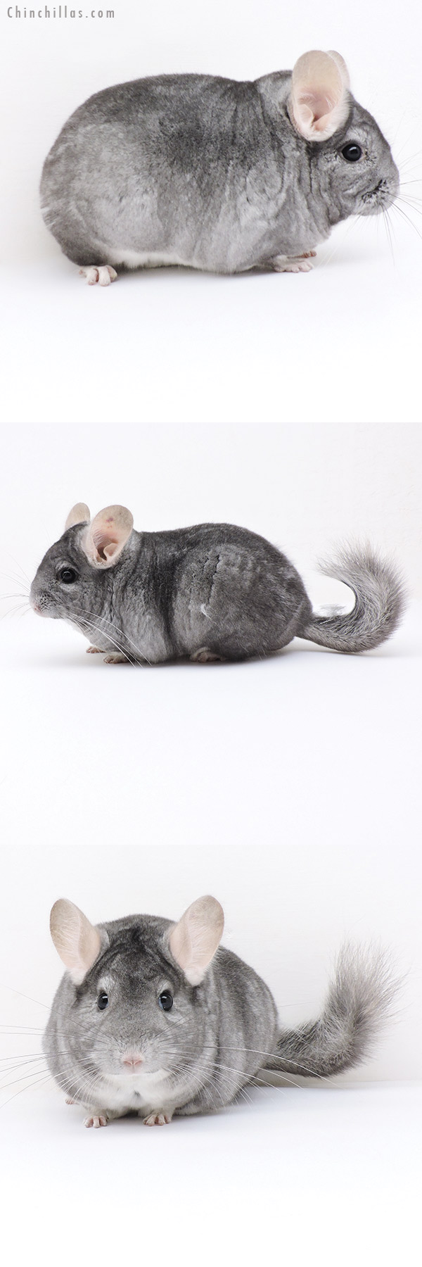 Chinchilla or related item offered for sale or export on Chinchillas.com - 19170 Blocky Premium Production Quality Sapphire ( Violet Carrier ) Female Chinchilla