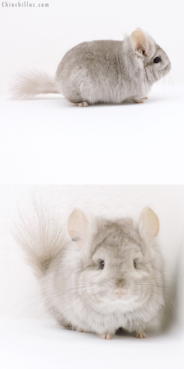 19178 Exceptional Beige  Royal Persian Angora Female Chinchilla with Lion Mane