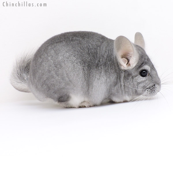 Chinchilla or related item offered for sale or export on Chinchillas.com - 19171 Show Quality Sapphire ( Violet Carrier ) Female Chinchilla