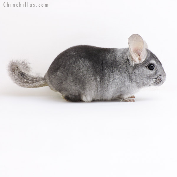 Chinchilla or related item offered for sale or export on Chinchillas.com - 19172 Sapphire ( Violet Carrier ) Male Chinchilla