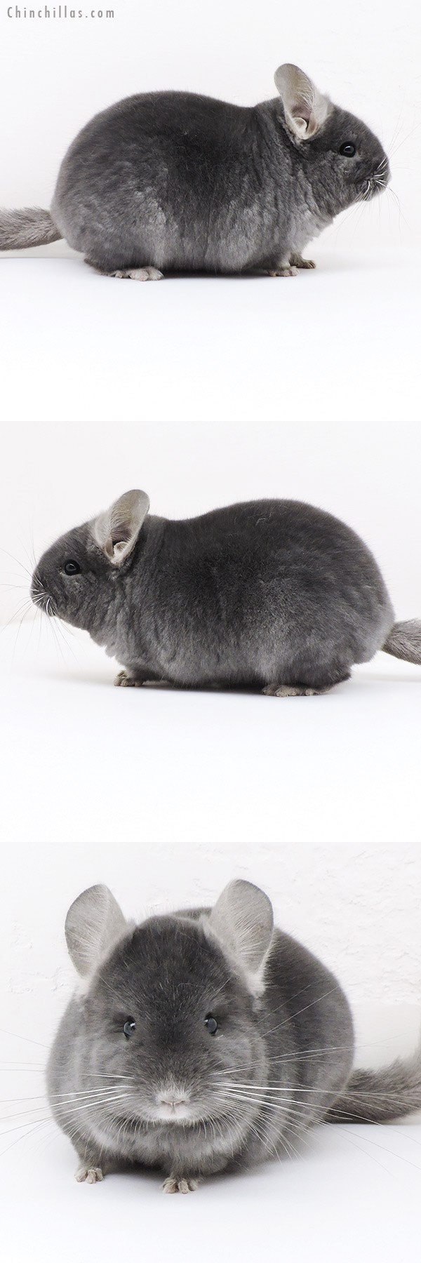 Chinchilla or related item offered for sale or export on Chinchillas.com - 19185 Top Show Quality Wrap Around Sapphire Male Chinchilla