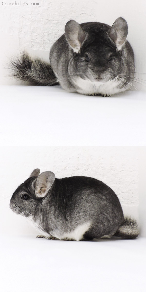 19182 Large Blocky Premium Production Quality Standard Female Chinchilla