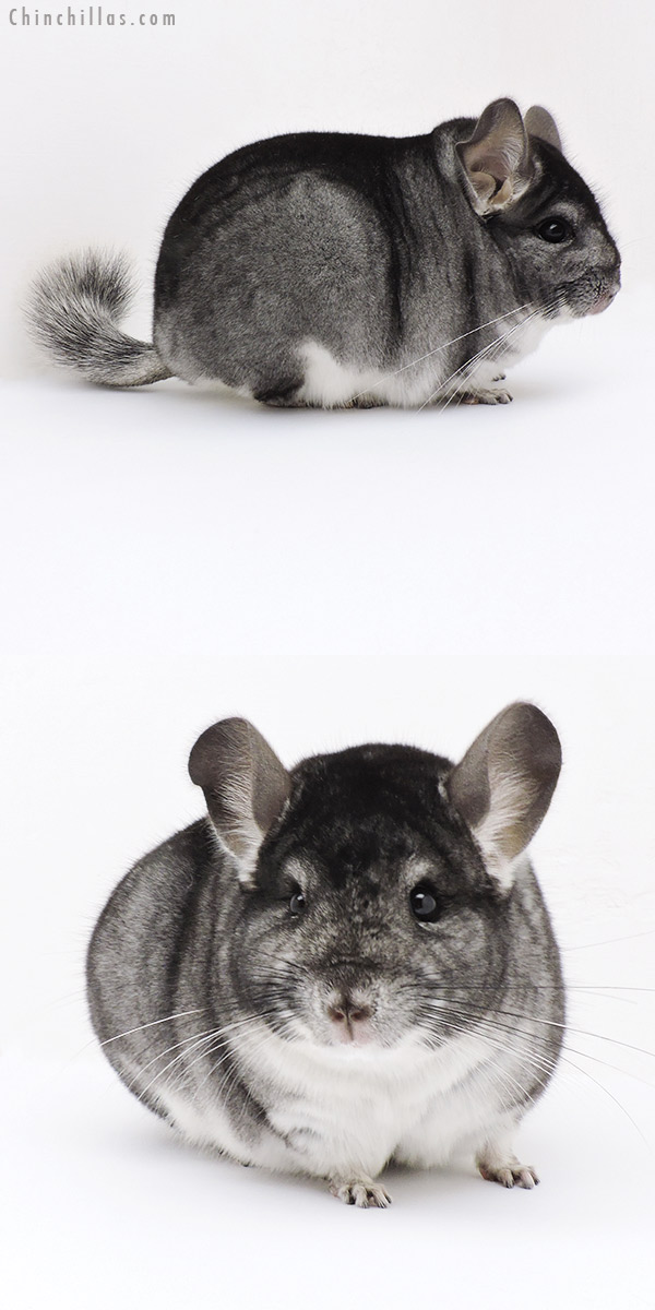 Chinchilla or related item offered for sale or export on Chinchillas.com - 19186 Blocky Herd Improvement Quality Standard Male Chinchilla