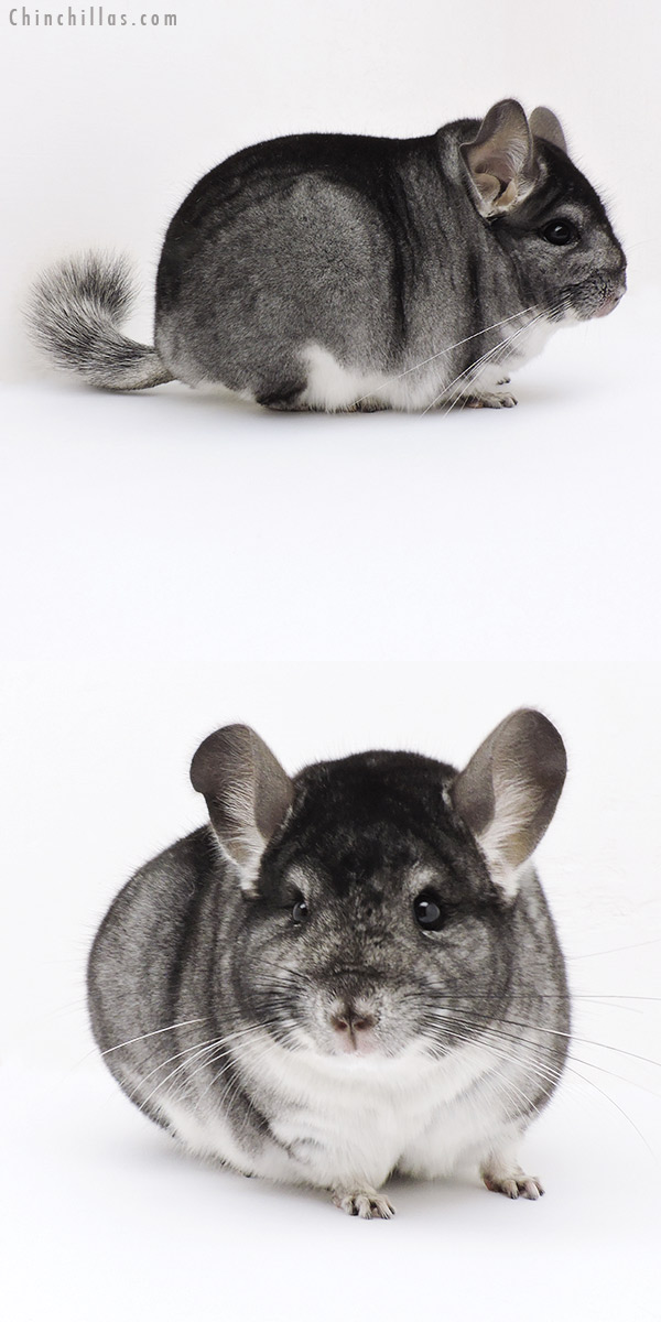 19186 Blocky Herd Improvement Quality Standard Male Chinchilla