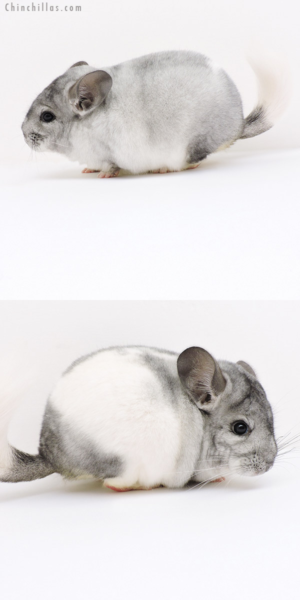 19187 White Mosaic Male Chinchilla