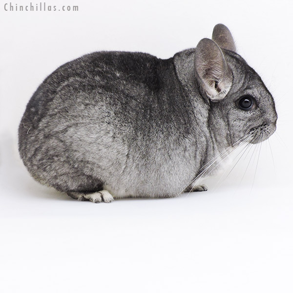 19166 Large Blocky Premium Production Quality Standard ( Violet & Sapphire Carrier ) Female Chinchilla