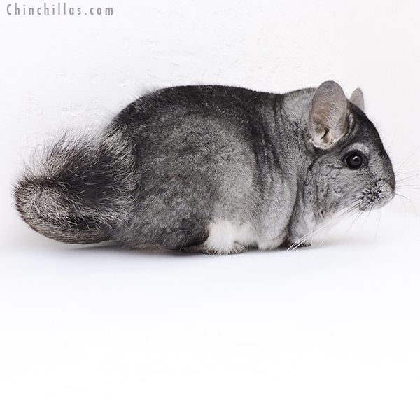 19167 Large Blocky Premium Production Quality Standard ( Violet & Sapphire Carrier ) Female Chinchilla