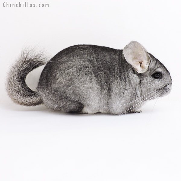 Chinchilla or related item offered for sale or export on Chinchillas.com - 19169 Large Blocky Premium Production Quality Standard ( Violet & Sapphire Carrier ) Female Chinchilla