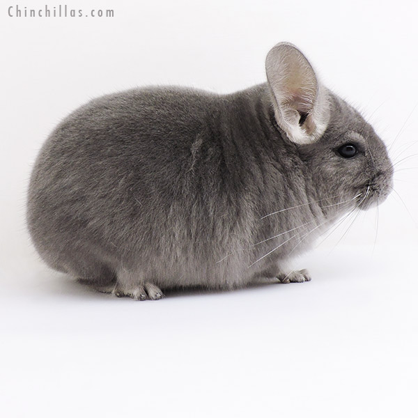 Chinchilla or related item offered for sale or export on Chinchillas.com - 19173 Large Top Show Quality Wrap Around Violet ( Sapphire Carrier ) Male Chinchilla