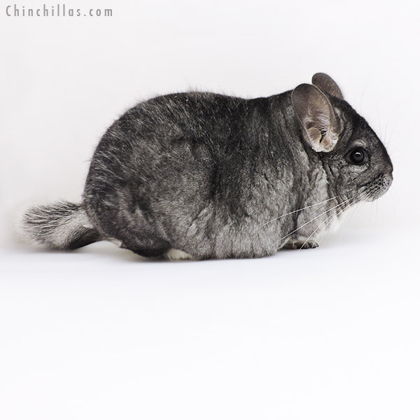 19177 Extra Extra Extra Large Blocky Premium Production Quality Standard Female Chinchilla