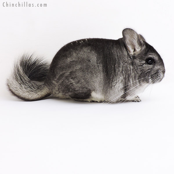 Chinchilla or related item offered for sale or export on Chinchillas.com - 19180 Blocky Premium Production Quality Standard Female Chinchilla