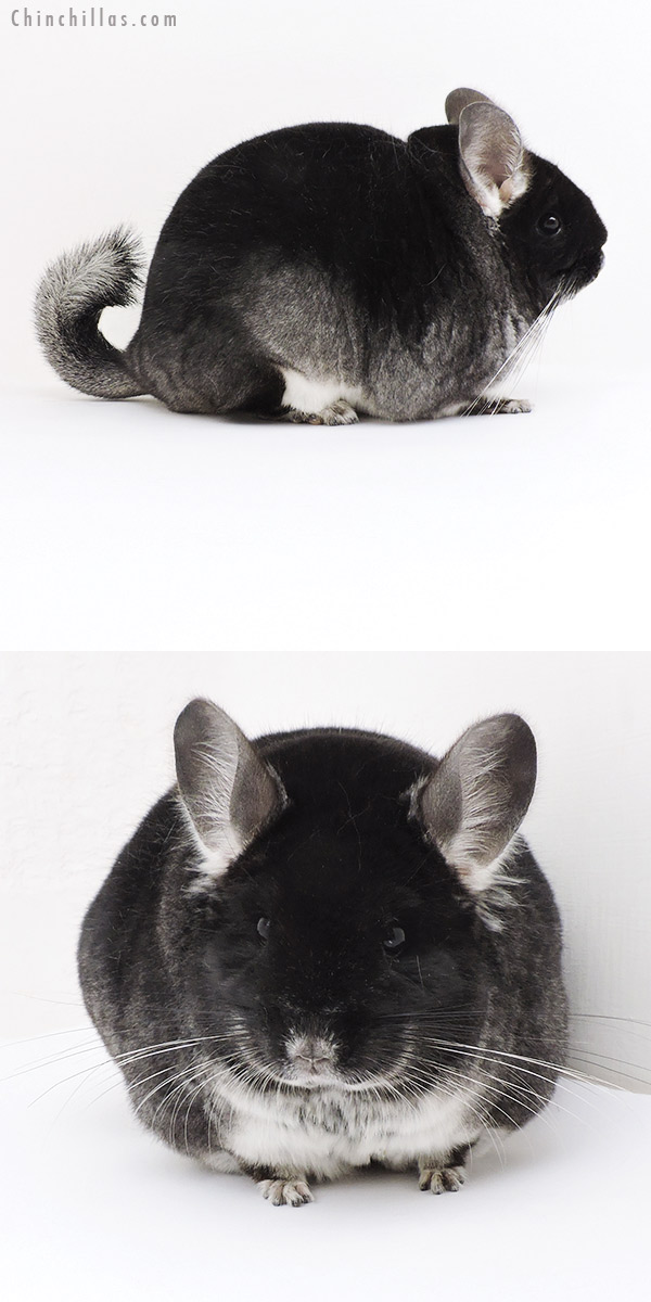 Chinchilla or related item offered for sale or export on Chinchillas.com - 19183 Reserve Grand Show Champion Black Velvet Female Chinchilla