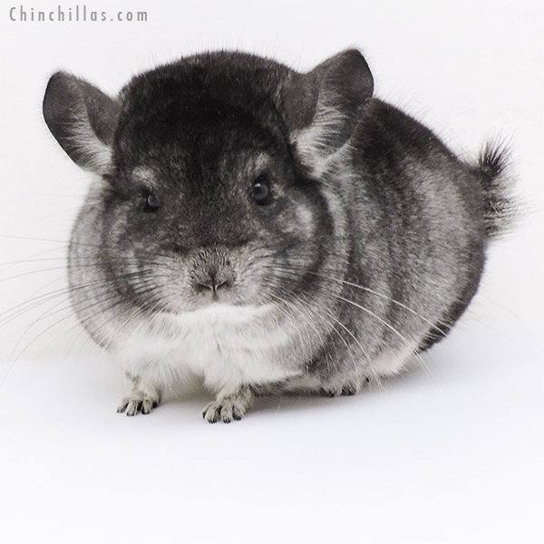 19188 Extreme Brevi Type Herd Improvement Quality Standard Male Chinchilla