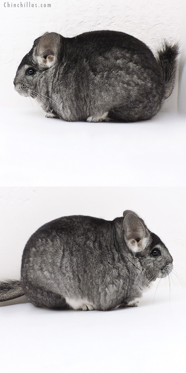 Chinchilla or related item offered for sale or export on Chinchillas.com - 19181 Extra Large Blocky Premium Production Quality Standard Female Chinchilla