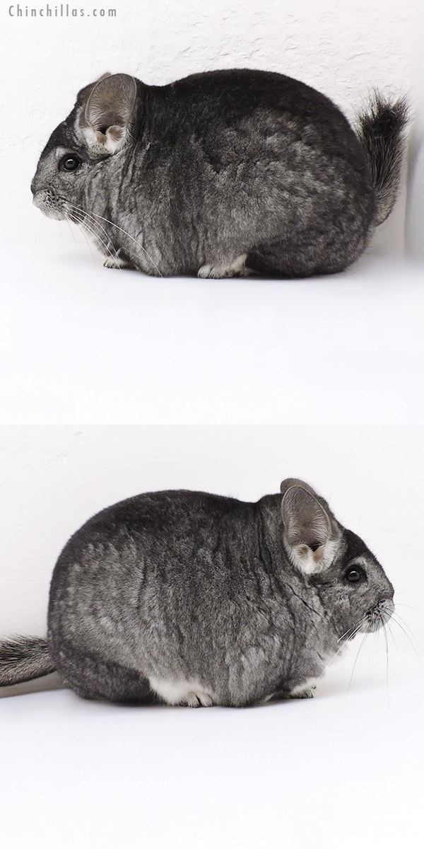 19181 Extra Large Blocky Premium Production Quality Standard Female Chinchilla