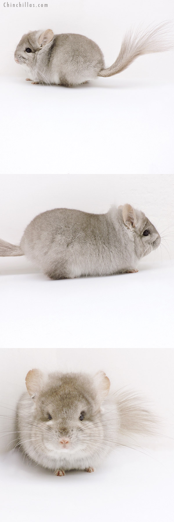 Chinchilla or related item offered for sale or export on Chinchillas.com - 19192 Exceptional Beige  Royal Persian Angora Male Chinchilla with Lion Mane