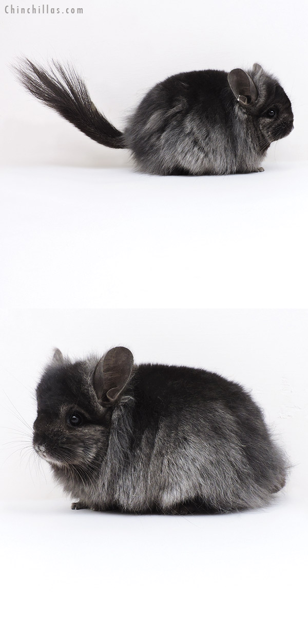 19175 Ebony ( Locken Carrier ) G2  Royal Persian Angora Female Chinchilla