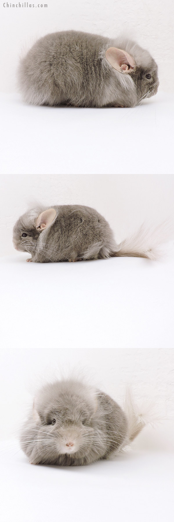 19189 Exceptional Tan ( Locken Carrier ) G3  Royal Persian Angora Male Chinchilla