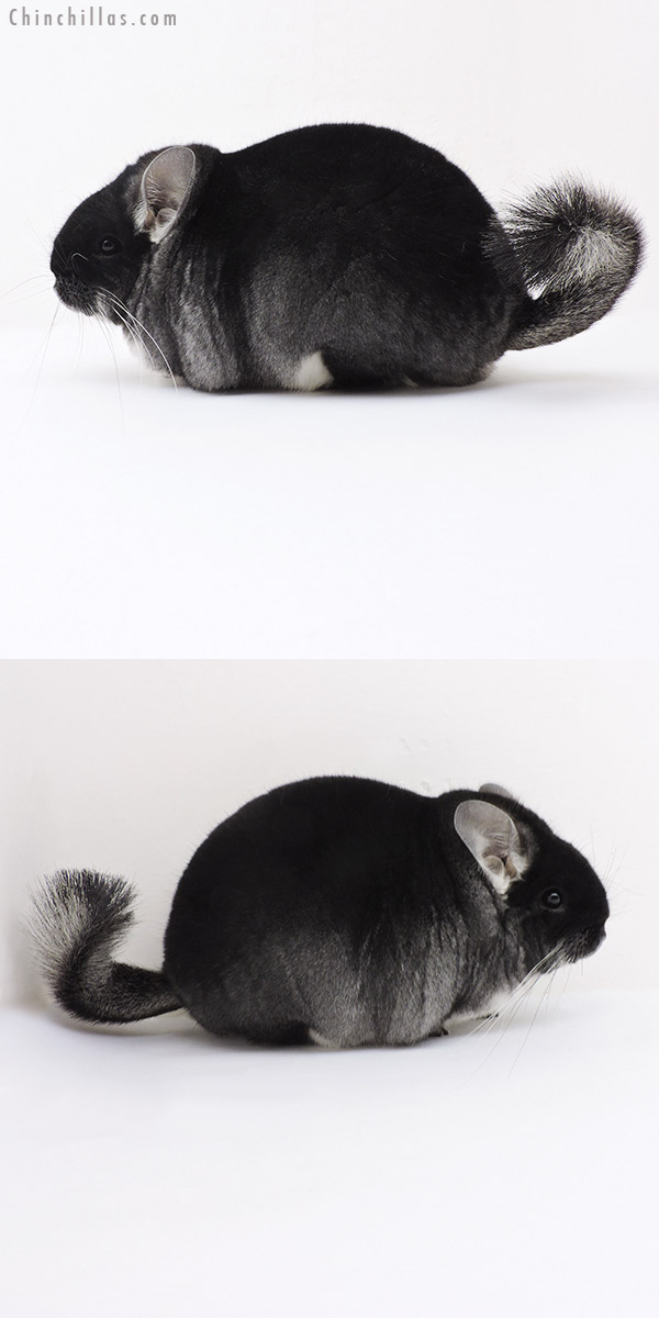 19184 Large Brevi Type Premium Production Quality Black Velvet Female Chinchilla