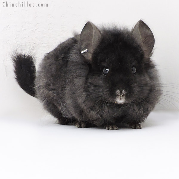 Chinchilla or related item offered for sale or export on Chinchillas.com - 19190 Ebony Royal Imperial Angora Male Chinchilla