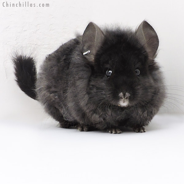 19190 Ebony Royal Imperial Angora Male Chinchilla