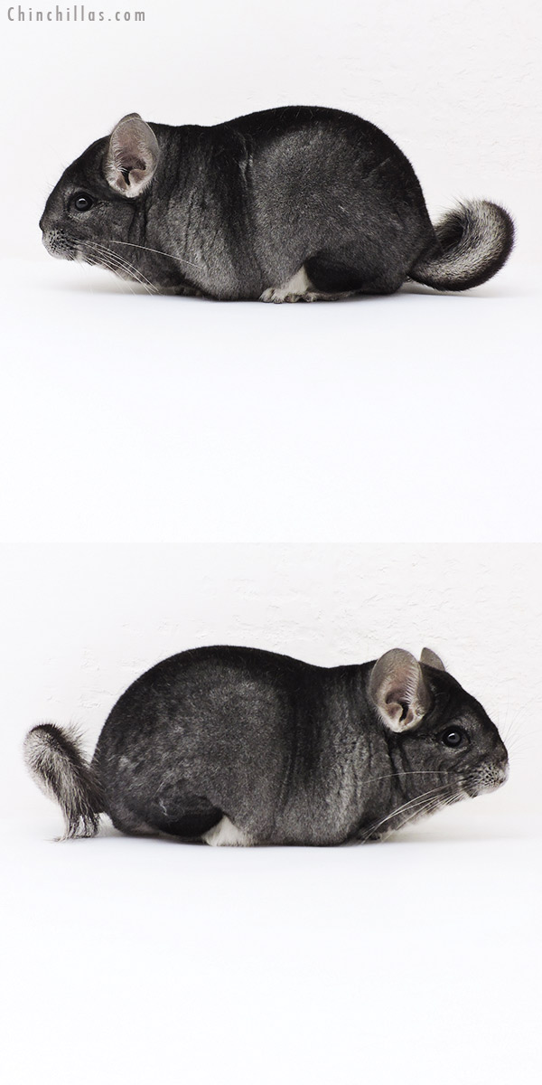 19193 Large Premium Production Quality Standard Female Chinchilla