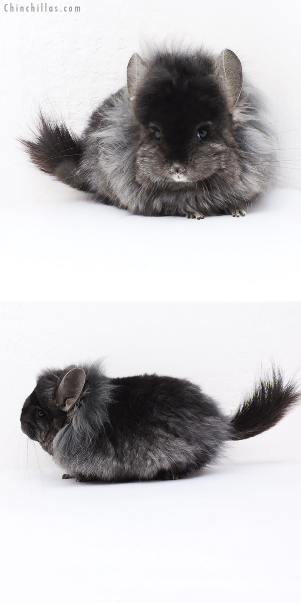 19197 Exceptional Ebony ( Locken Carrier ) G3  Royal Persian Angora Female Chinchilla