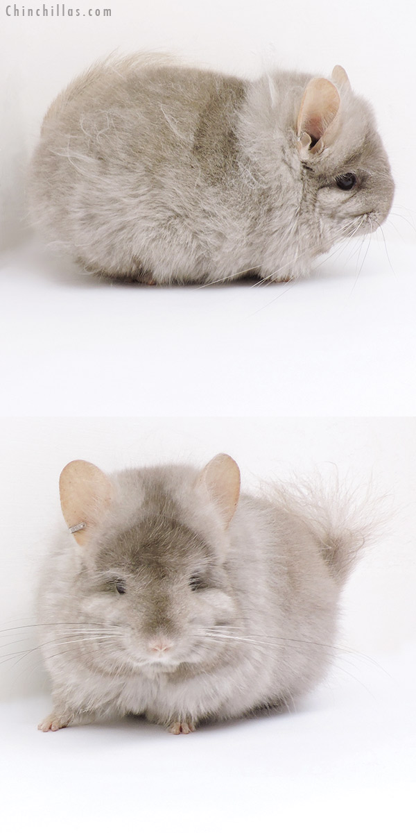 19199 Exceptional Light Tan G2  Royal Persian Angora Female Chinchilla