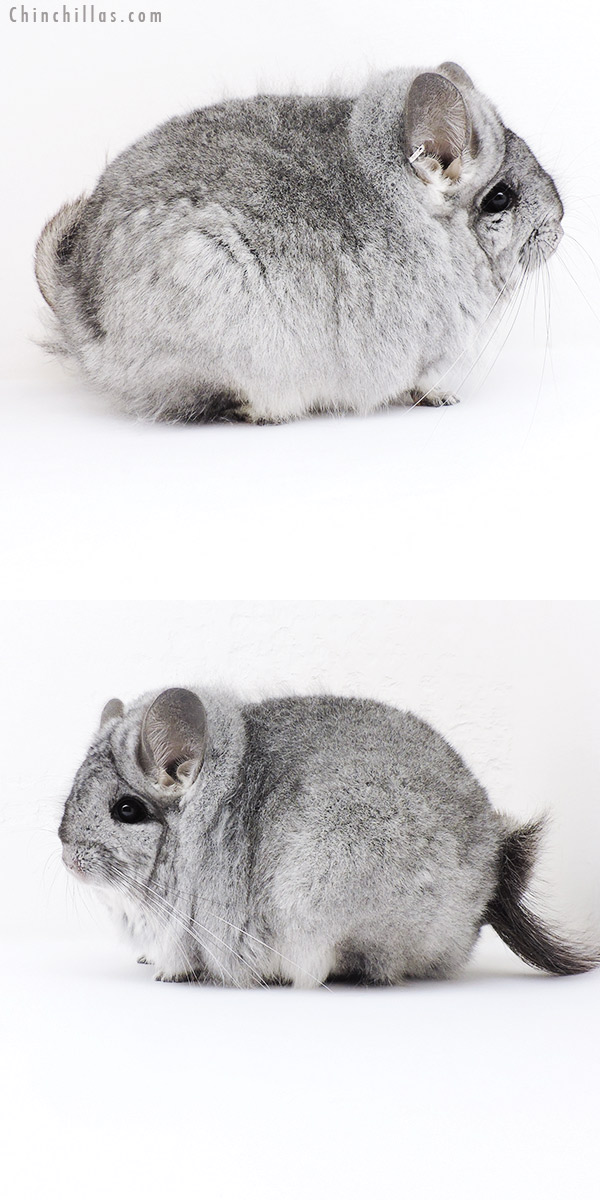 Chinchilla or related item offered for sale or export on Chinchillas.com - 19196 Exceptional Large Blocky  Royal Persian Angora Female Chinchilla