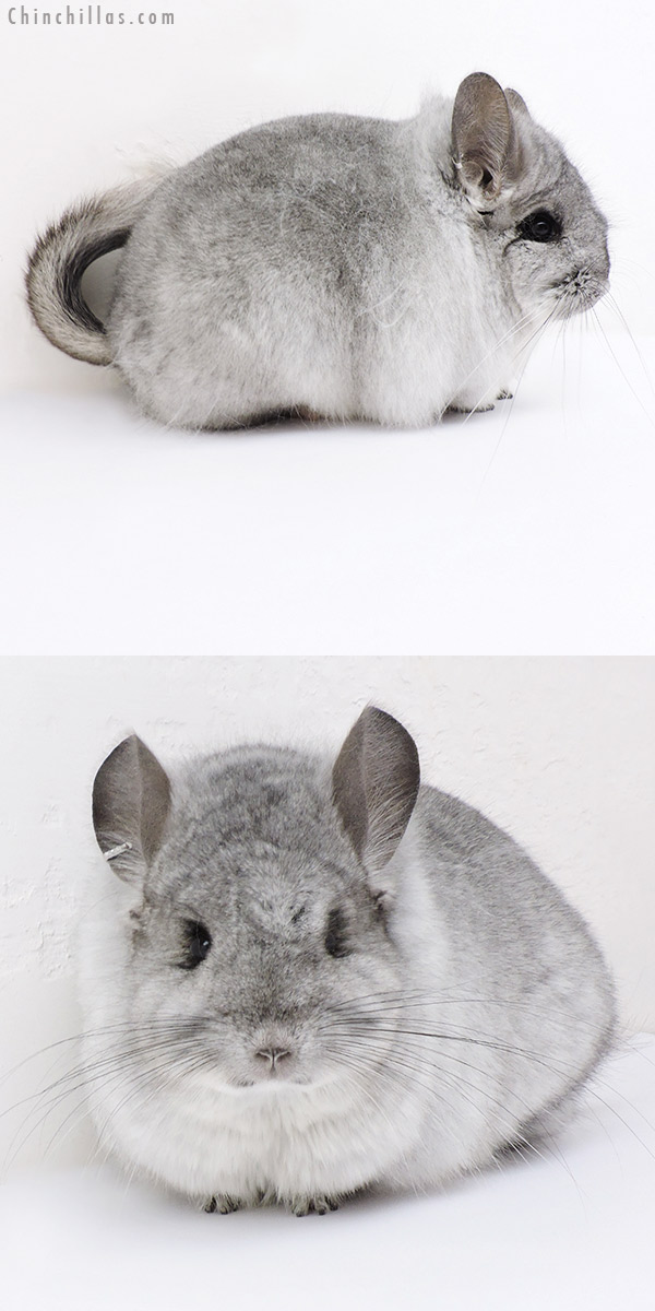 19198 Silver Mosaic  Royal Persian Angora Female Chinchilla