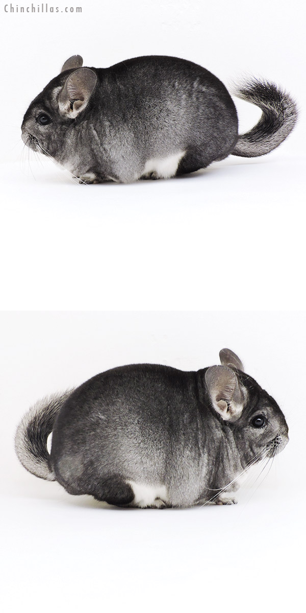 19200 Blocky Premium Production Quality Standard Female Chinchilla