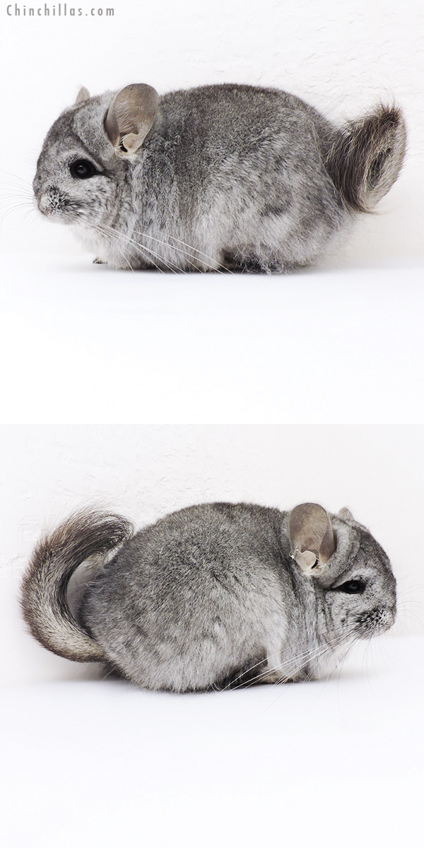 Chinchilla or related item offered for sale or export on Chinchillas.com - 19201 Standard  Royal Persian Angora Female Chinchilla