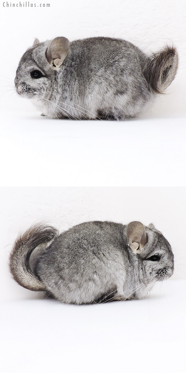 19201 Standard  Royal Persian Angora Female Chinchilla