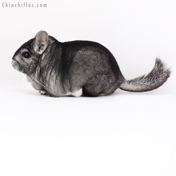 19202 Extra Large Blocky Premium Production Quality Standard Female Chinchilla