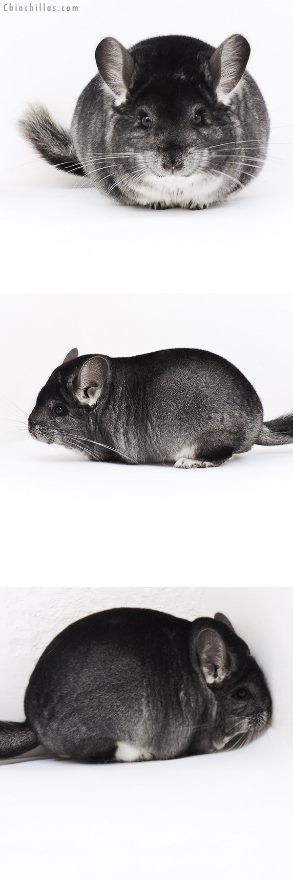 19203 Large Blocky Premium Production Quality Standard Female Chinchilla