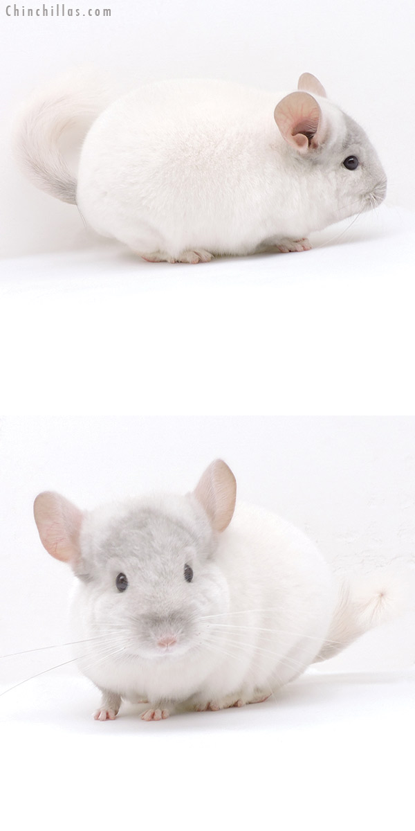 19204 Herd Improvement Quality Tan & White Mosaic Male Chinchilla