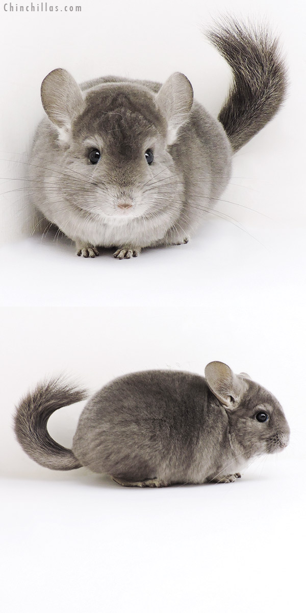 Chinchilla or related item offered for sale or export on Chinchillas.com - 19210 Premium Production Quality Wrap Around Violet Female Chinchilla
