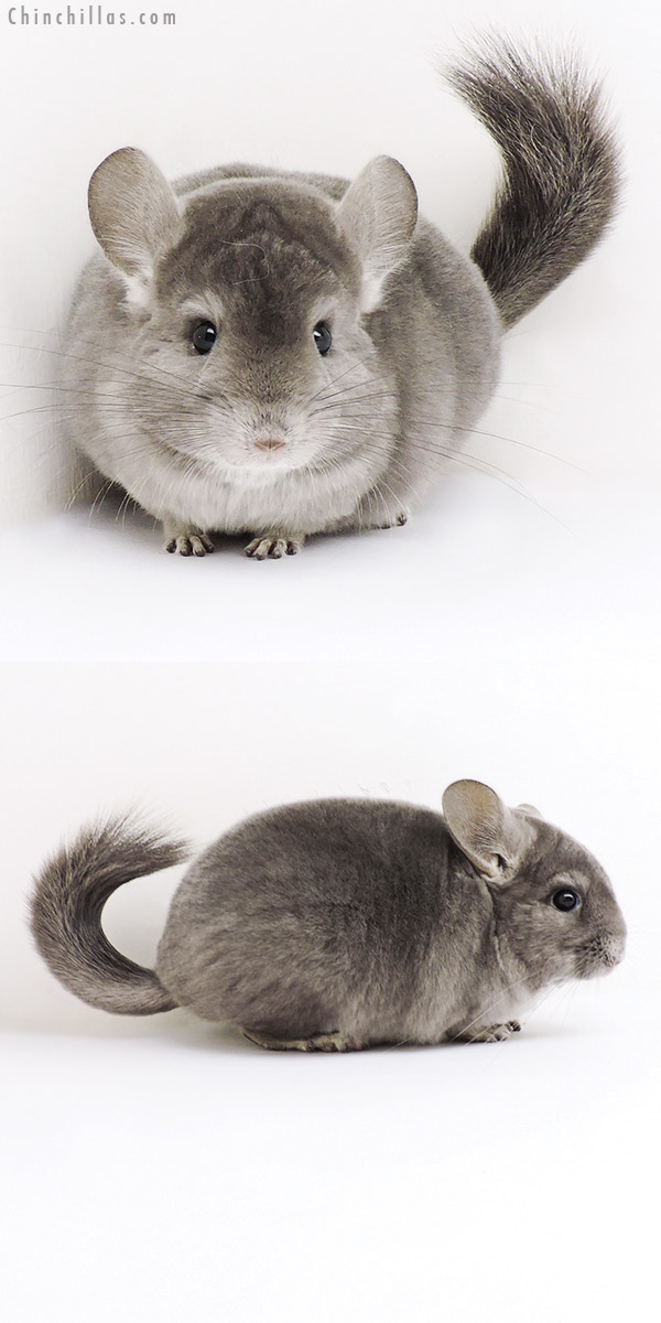 19210 Premium Production Quality Wrap Around Violet Female Chinchilla