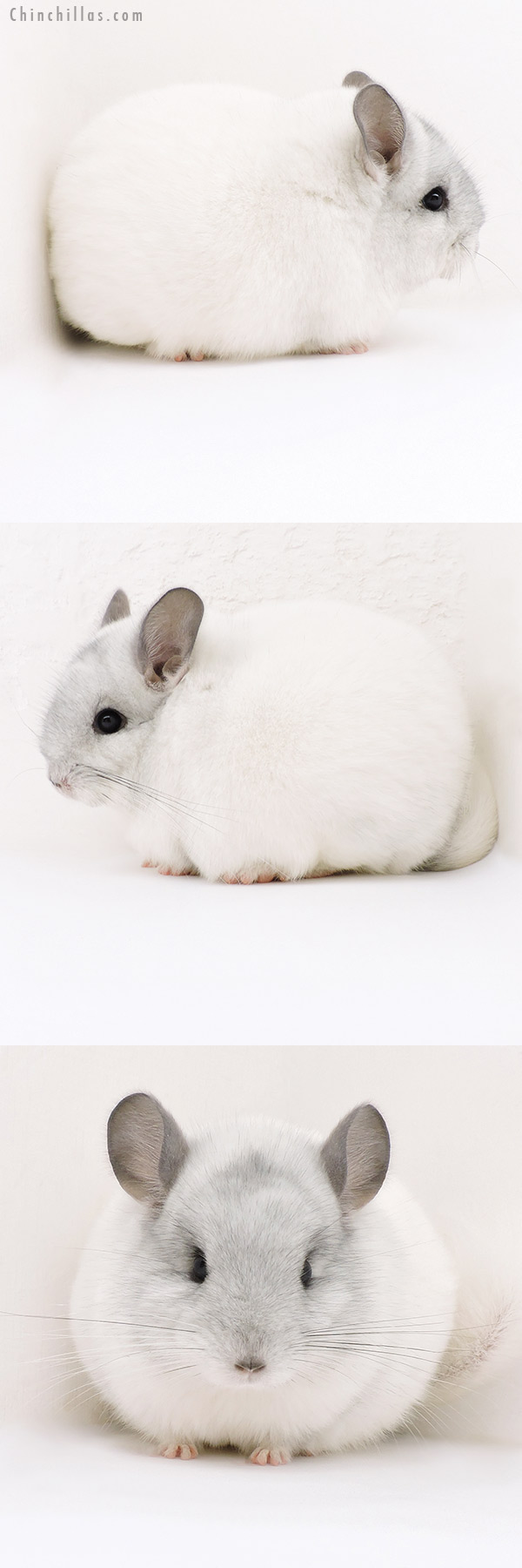 Chinchilla or related item offered for sale or export on Chinchillas.com - 19211 Blocky Premium Production Quality White Mosaic Female Chinchilla