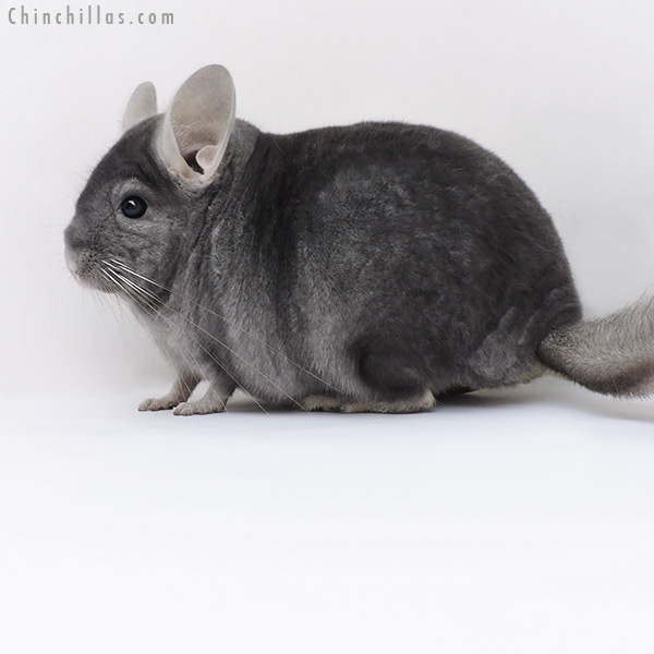 19212 Top Show Quality Wrap Around Sapphire Male Chinchilla