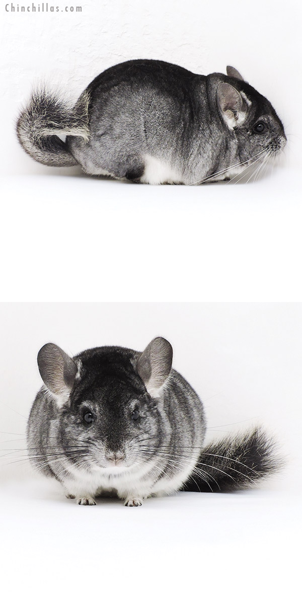 19213 Top Show Quality Standard Male Chinchilla