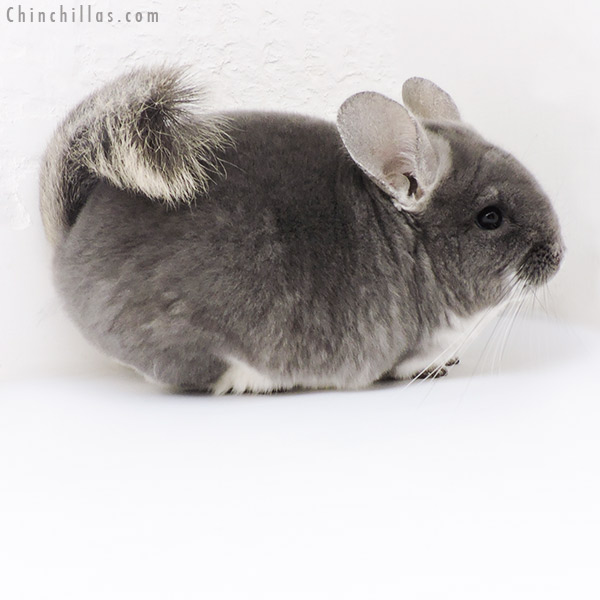 19215 Top Show Quality TOV Violet Male Chinchilla