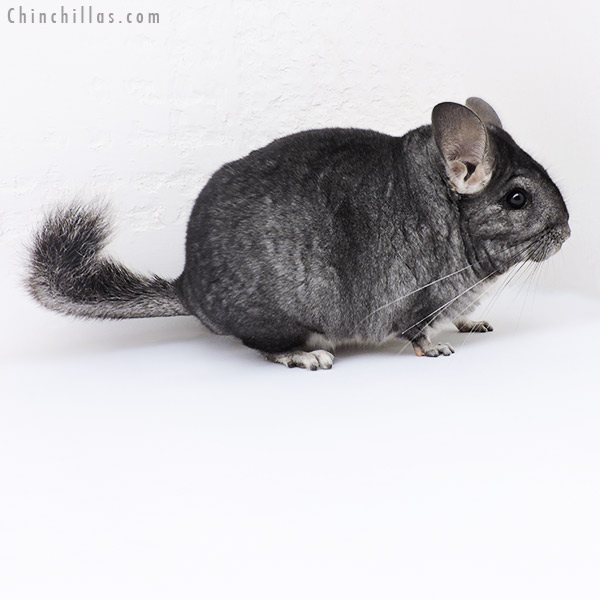 Chinchilla or related item offered for sale or export on Chinchillas.com - 19195 Blocky Standard Female Chinchilla