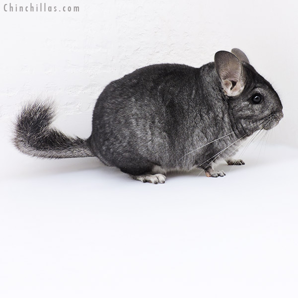 19195 Blocky Standard Female Chinchilla