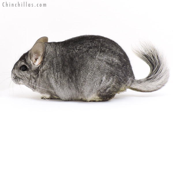 19205 Blocky Show Quality Standard Female Chinchilla