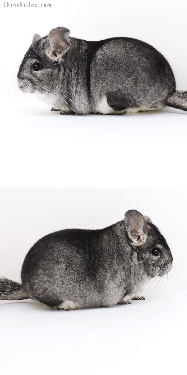 Chinchilla or related item offered for sale or export on Chinchillas.com - 19206 Blocky Standard Female Chinchilla